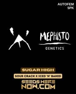 Sugar High (Autoflower) (space) Mephisto Genetics