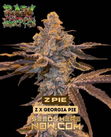 Z Pie (Feminized) (space) Raw Genetics