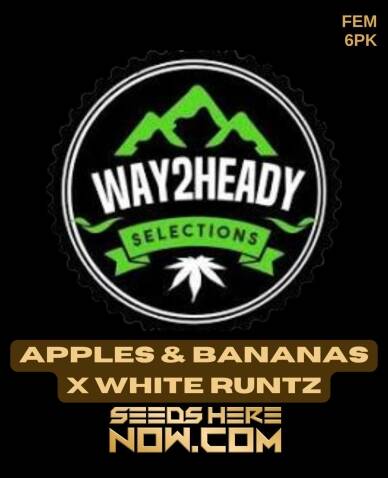 Apples & Bananas x White Runtz (Feminized) (space) Way2heady Selections