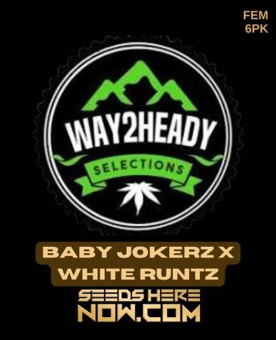 Baby Jokerz x White Runtz (Feminized) (space) Way2heady Selections