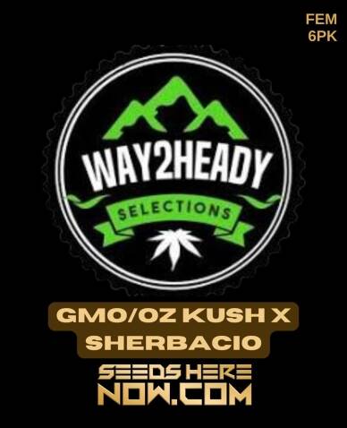 GMO/OZ Kush x Sherbacio (Feminized) (space) Way2heady Selections