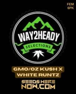 GMO/OZ Kush x White Runtz (Feminized) (space) Way2heady Selections