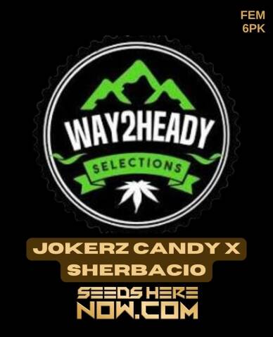 Jokerz Candy x Sherbacio (Feminized) (space) Way2heady Selections