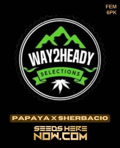Papaya x Sherbacio (Feminized) (space) Way2heady Selections