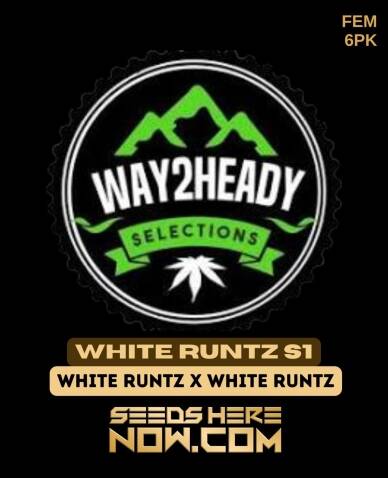 White Runtz S1 (Feminized) (space) Way2heady Selections