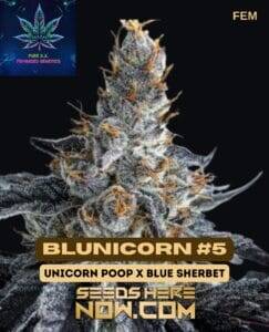 Blunicorn #5 S1 (Feminized) (space) Pure XX