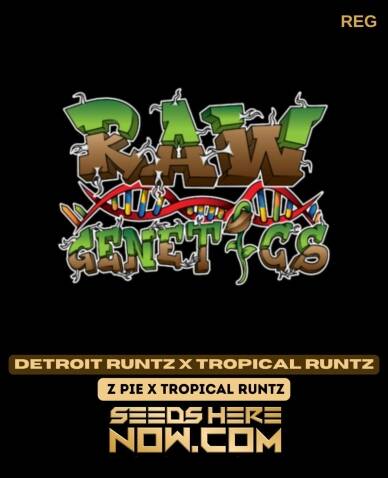 Detroit Runtz X Tropical Runtz (Regular) (space) Raw Genetics