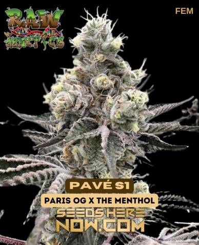 Pavé S1 (Feminized) (space) Raw Genetics