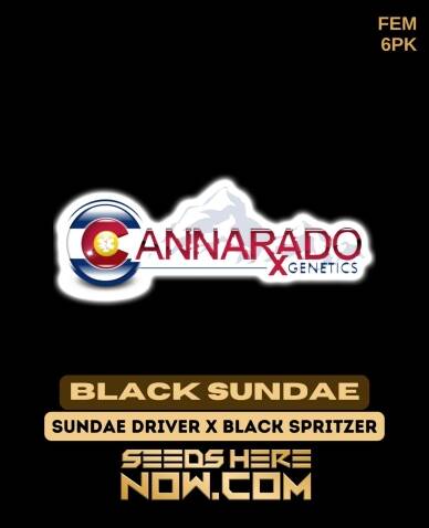 Black Sundae (Feminized) (space) Cannarado Genetics