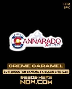 Creme Caramel (Feminized) (space) Cannarado Genetics