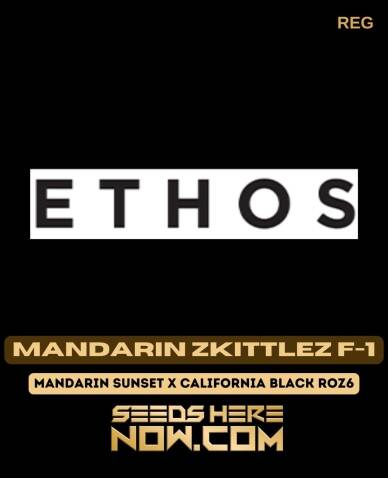 Mandarin Zkittlez F(space)1 (Regular) (space) Ethos Genetics