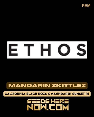 Mandarin Zkittlez (Feminized) (space) Ethos Genetics