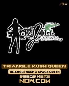 Triangle Kush Queen (Regular) (space) Mz Jill Genetics
