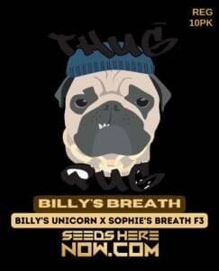 Billy's Breath (Regular) (space) Thug Pug Genetics
