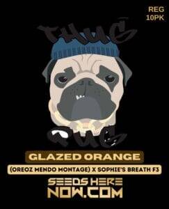 Glazed Orange (Regular) (space) Thug Pug Genetics