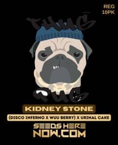 Kidney Stone (Regular) (space) Thug Pug Genetics