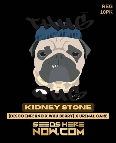 Kidney Stone (Regular) (space) Thug Pug Genetics
