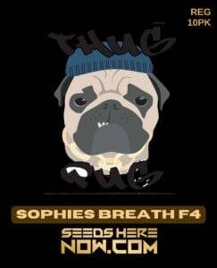 Sophies Breath F4 (Regular) (space) Thug Pug Genetics