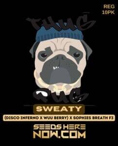 Sweaty (Regular) (space) Thug Pug Genetics