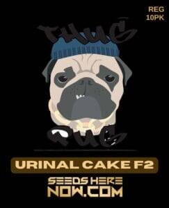 Urinal Cake F2 (Regular) (space) Thug Pug Genetics