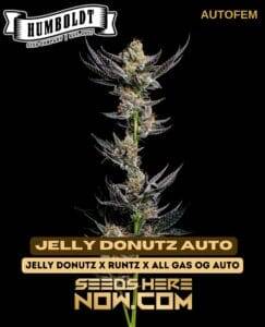 Jelly Donutz Auto (Autoflower) (space) Humboldt Seed Company