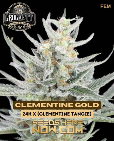 Clementine Gold (Feminized) (space) Crockett Family Farms