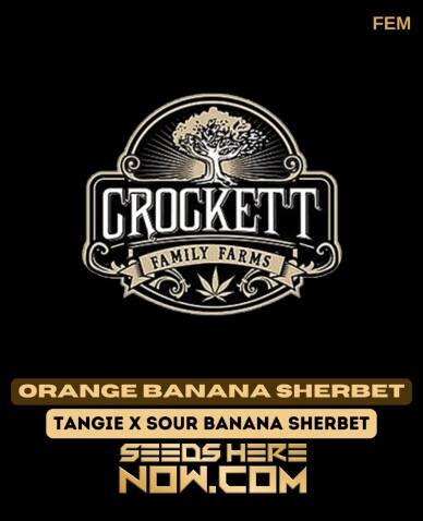 Orange Banana Sherbet (Feminized) (space) Crockett Family Farms