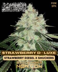Strawberry D(space)Luxe (Feminized) (space) Dominion Seed Company