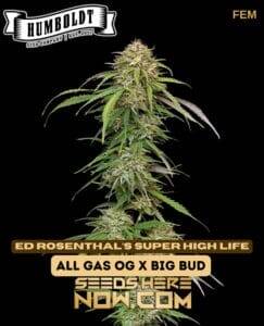 Super High Life (Feminized) (space) Humboldt Seed Company