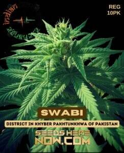 Indian Landrace Exchange (space) Swabi F3 (KPK/Mardan) {REG} [10pk]