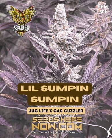 Lil Sumpin Sumpin (Feminized) (space) Solfire Gardens