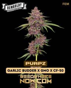 Purpz (Feminized) (space) Humboldt Seed Company