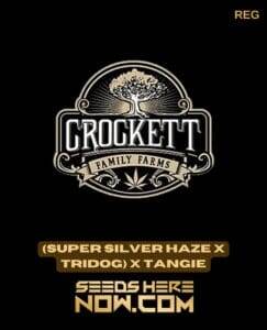 (Super Silver Haze x Tridog) x Tangie (Regular) (space) Crockett Family Farms