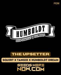 The Upsetter (Feminized) (space) Humboldt Seed Company