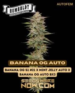 Banana OG Auto (Autoflower) (space) Humboldt Seed Company