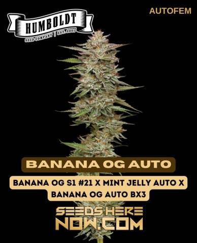Banana OG Auto (Autoflower) (space) Humboldt Seed Company