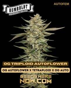 OG Triploid Auto (Autoflower) (space) Humboldt Seed Company