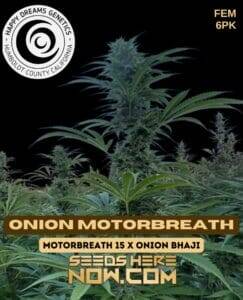 Onion Motorbreath (Feminized) (space) Happy Dreams Genetics