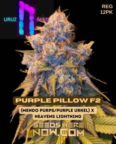 Purple Pillow F2 (Regular) (space) Uruz Seeds