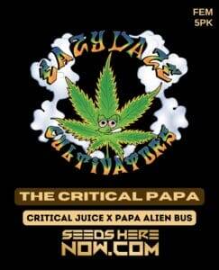The Critical Papa (Feminized) (space) Eazy Daze Cultivators
