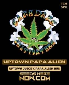 Uptown Papa Alien (Feminized) (space) Eazy Daze Cultivators
