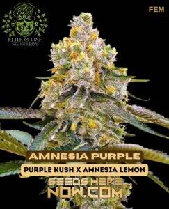Amnesia Purple S1 (Feminized) (space) Elite Clone Seed Company
