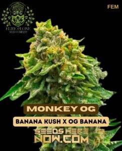 Monkey OG S1 (Feminized) (space) Elite Clone Seed Company