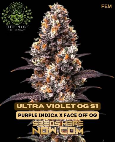 Ultra Violet OG S1 (Feminized) (space) Elite Clone Seed Company