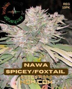 Nawa Spicey/Foxtail (Regular) (space) Indian Landrace Exchange