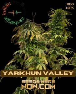 Yarkhun Valley (Regular) (space) Indian Landrace Exchange