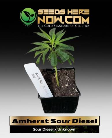 Amherst Sour Diesel Clones(space) ACC