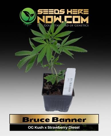Bruce Banner Clones (space) ACC