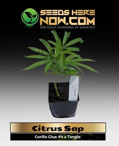 Citrus Sap Clones (space) ACC