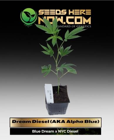 Dream Diesel (AKA Alpha Blue) Clones (space) ACC